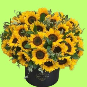 Box de 35 Girasoles