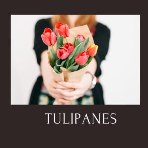 Tulipanes