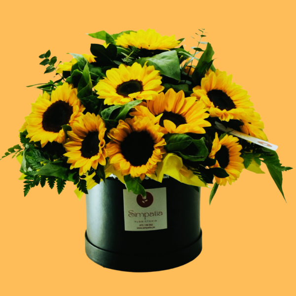 Box de Girasoles